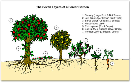I sette strati della food forest